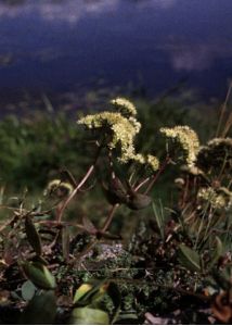 Sedum maximum (L.) Hoffm. attēls