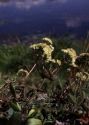 Sedum maximum (L.) Hoffm. attēls