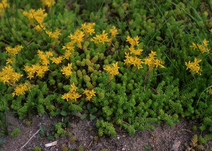 Sedum sexangulare L. attēls