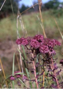 Sedum telephium L. s.str. attēls