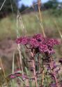 Sedum telephium L. s.str. attēls