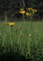 Senecio aquaticus Hill attēls