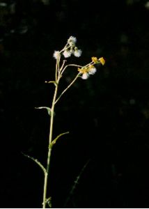 Senecio congestus (R.Br.) DC. attēls