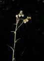 Senecio congestus (R.Br.) DC. attēls