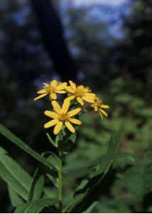 Senecio fluviatilis Wallr. attēls