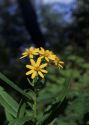 Senecio fluviatilis Wallr. attēls