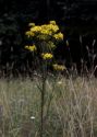 Senecio jacobaea L. attēls