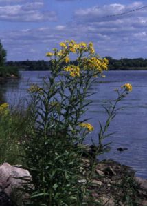 Senecio paludosus L. attēls