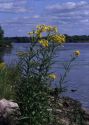 Senecio paludosus L. attēls