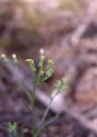 Senecio sylvaticus L. attēls