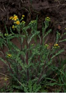 Senecio vernalis Waldst. et Kit. attēls