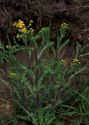 Senecio vernalis Waldst. et Kit. attēls