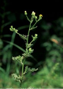 Senecio viscosus L. attēls