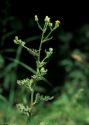 Senecio viscosus L. attēls