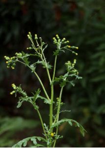 Senecio vulgaris L. attēls