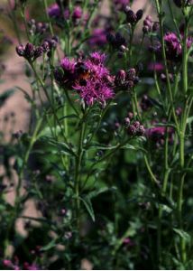 Serratula tinctoria L. attēls