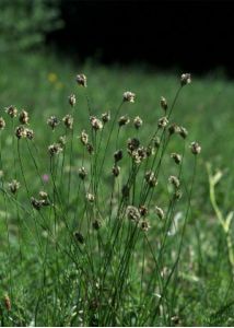 Sesleria caerulea (L.) Ard. attēls