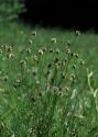 Sesleria caerulea (L.) Ard. attēls