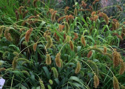 Setaria italica (L.) P.Beauv. attēls