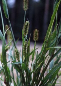 Setaria pumila (Poir.) Schult. attēls