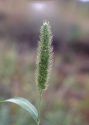 Setaria viridis (L.) P.Beauv. attēls