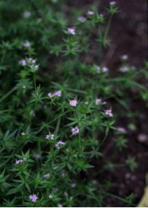 Sherardia arvensis L. attēls