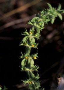 Sideritis montana L. attēls