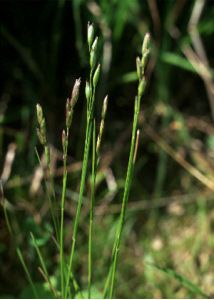 Sieglingia decumbens (L.) Bernh. attēls