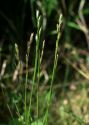 Sieglingia decumbens (L.) Bernh. attēls