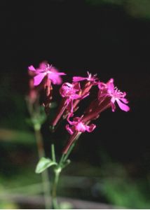 Silene armeria L. attēls