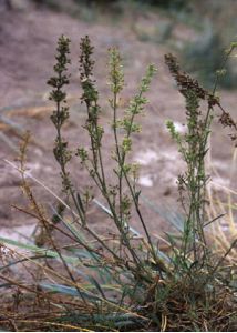 Silene borysthenica (Gruner) Walters attēls