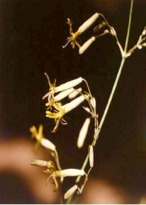 Silene chlorantha (Willd.) Ehrh. attēls