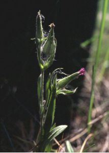 Silene conica L. attēls