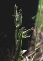 Silene conica L. attēls