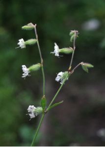 Silene dichotoma Ehrh. attēls