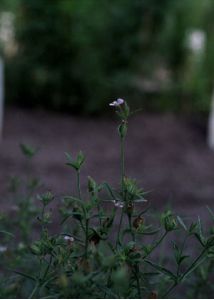 Silene gallica L. attēls