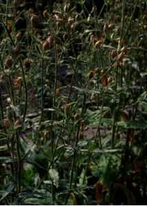 Silene noctiflora L. attēls