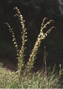 Silene tatarica (L.) Pers. attēls