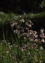 Silene vulgaris (Moench) Garcke attēls