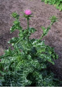 Silybum marianum (L.) Gaertn. attēls