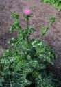 Silybum marianum (L.) Gaertn. attēls