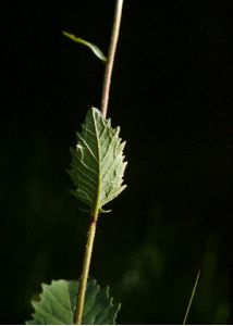 Sinapis arvensis L. attēls