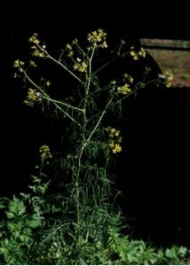 Sisymbrium altissimum L. attēls