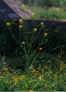 Sisymbrium loeselii L. attēls