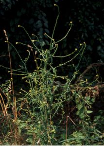 Sisymbrium officinale (L.) Scop. attēls