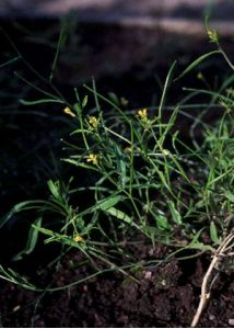 Sisymbrium orientale L. attēls