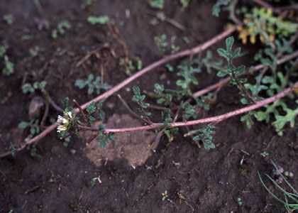 Sisymbrium supinum L. attēls