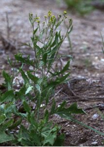 Sisymbrium volgense M.Bieb. ex E.Fourn. attēls