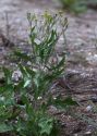 Sisymbrium volgense M.Bieb. ex E.Fourn. attēls