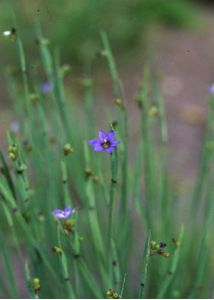 Sisyrinchium montanum Greene attēls